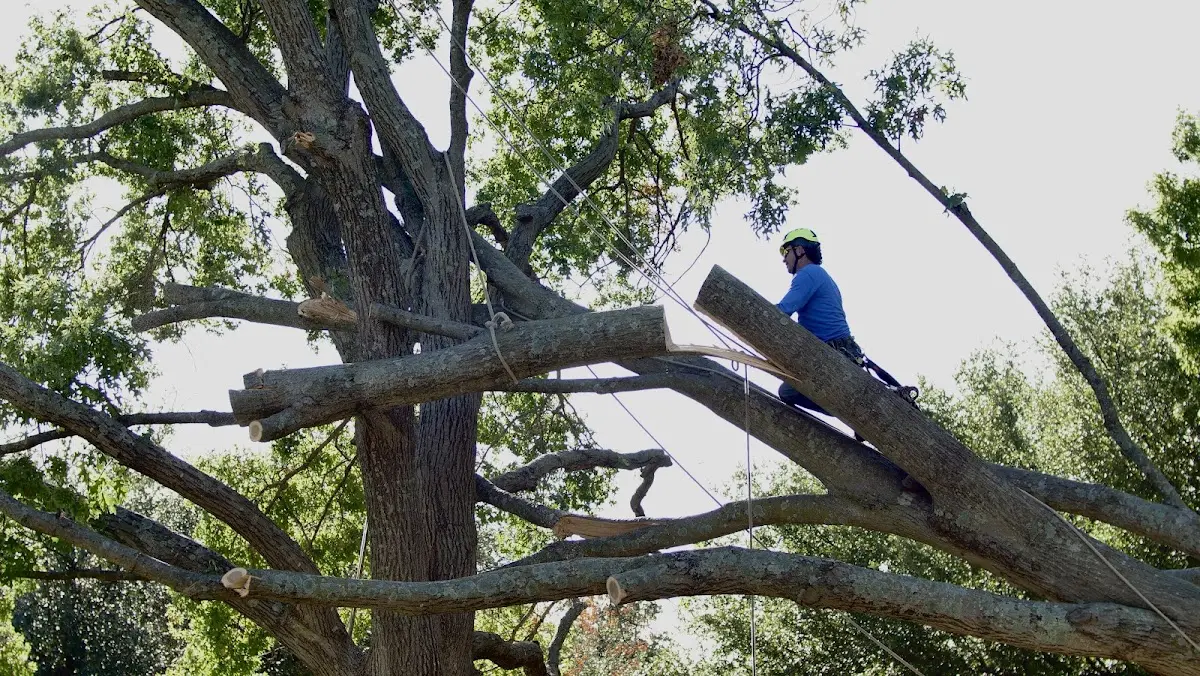 Professional Hazardous Tree Removal performed by certified arborists in West Union